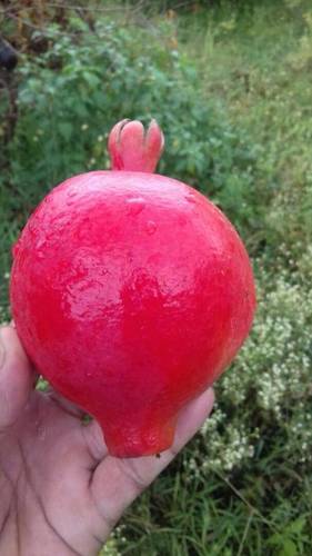 Red Fresh Pomegranates