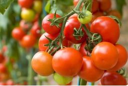 Fresh Tomatoes