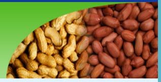 HPS Groundnut Kernels - JAVA TYPE Bold & Light Red Varieties Perfect for Snacking and Cooking