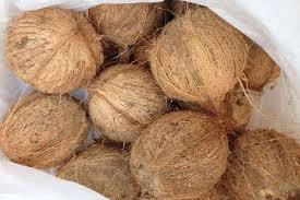 Export Quality Semi Husked Coconut