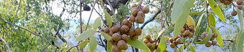 Sandalwood- New Caledonia