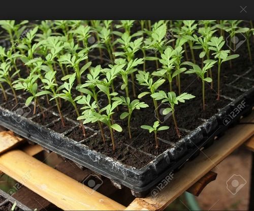 Agriculture Seedling Tray