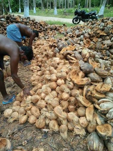 Brown Semi Husked Coconuts