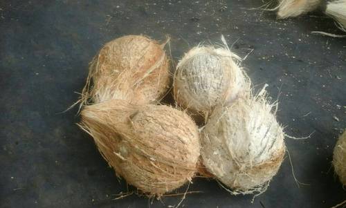 Semi Husked Coconut