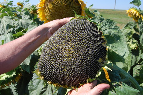 Sunflower Seeds By ATLANT AGRO EXPORT, LLC