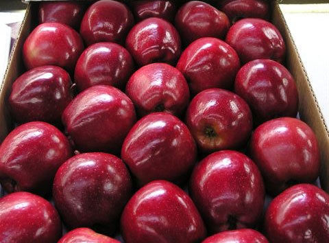 Organic Red And Yellow Fuji Apple Fruits