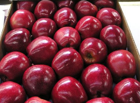 Red And Yellow Fuji Apple Fruits