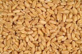 Wheat (Grain Or Flour) 