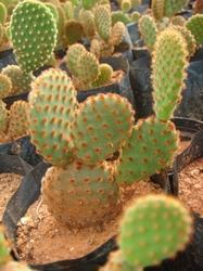 Cactus Plant