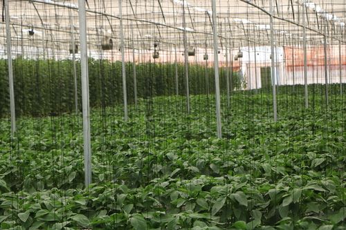 Commercial Hydroponics System Suitable For All Types Of Crops