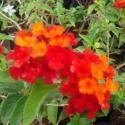 Lantana Flowering Plant