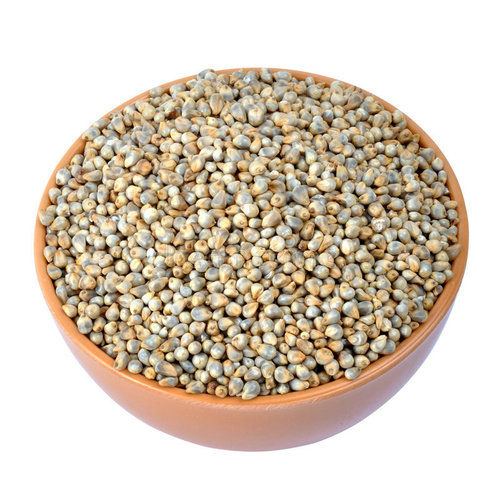 Pearl Millet