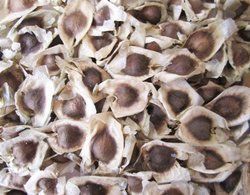 Drumsticks Seeds - Moringa Seeds Grade: High