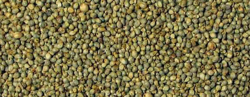 Bajra Seeds