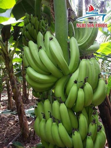 Fresh Cavendish Banana