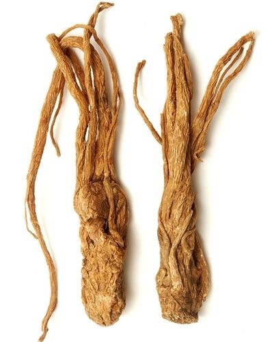 Angelica Root Essential Oil