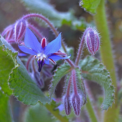 Borage Carrier Oil