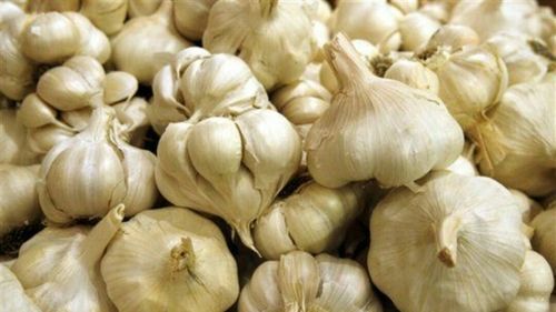 White Organic Garlic