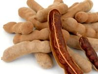 Fresh Tamarind - Premium Quality Natural Fruit, 80-100 ft Tall Trees, Wind-Resistant, Rich Flavor & Nutritional Benefits