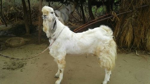 Jamunapari Goat