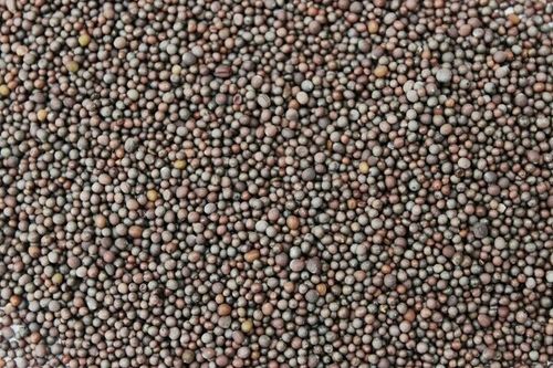 Black Mustard Seed - Dark Brown, Strong Flavored Indian Culinary Ingredient | Pungent Aroma, Tiny Seeds with Reddish Hue