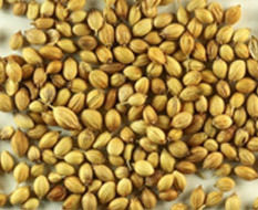 Coriander (Dhaniya)