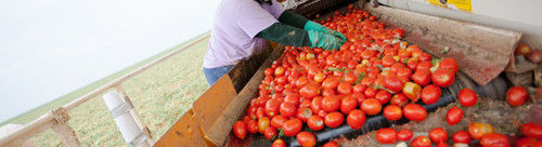 Yellow And Green Fresh Tomatoes