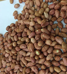 Groundnut Kernel Or Peanut (Dana) 