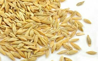 Indian Barley