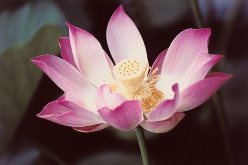 Asian Flowers (Lotus)