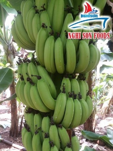 Green Cavendish Banana