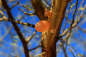 Gum Arabic