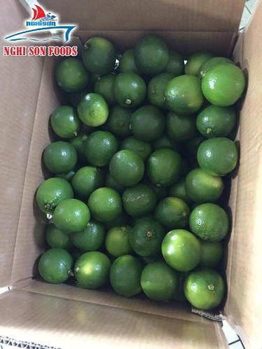Seedless Lime By Nghi Son Aquatic Product Ex Im Co Ltd