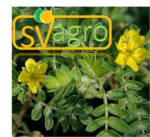 Natural Pure Tribulus Terrestris Extract Design: Kashan