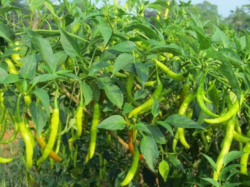 Green Chilli Plants