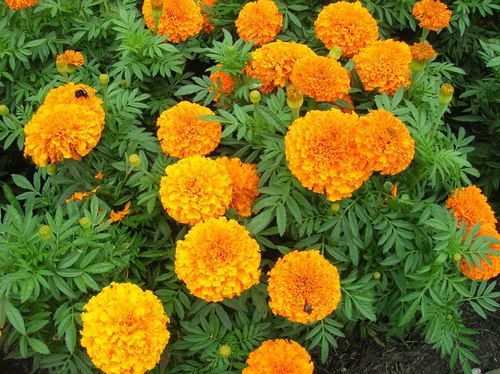 Marigold Plants