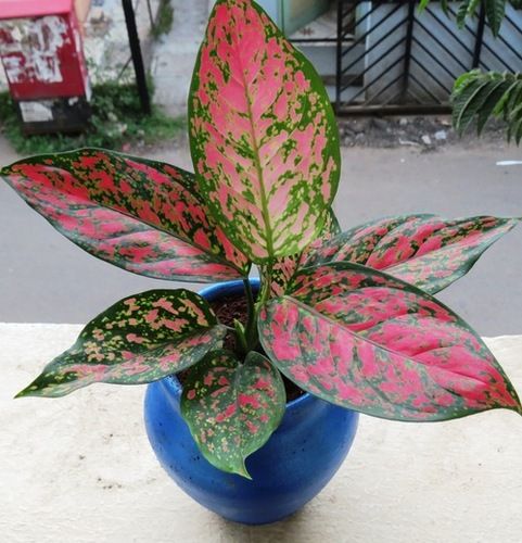 Agleonema Aglaonema Plants