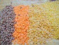 Lentils Pulses