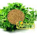 Natural Fenugreek Seed Extract