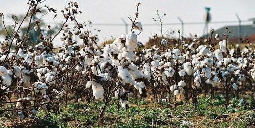 Raw Cotton