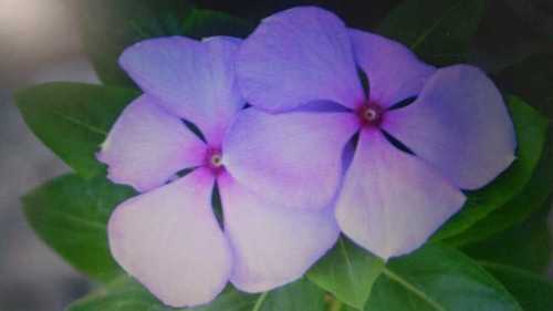 Nithyakalyani Flowers And Leaf