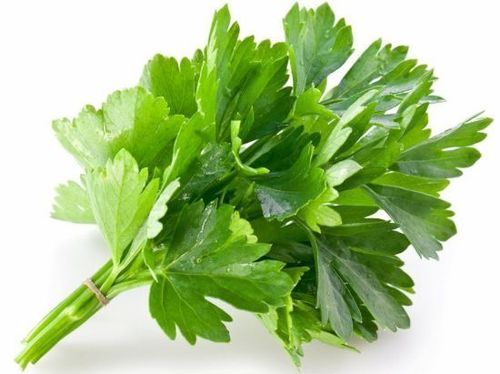 Coriander Leaves Cas No: 9005-38-3