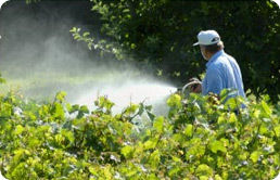 Chlorpyrifos(insecticides)