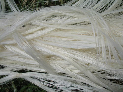 Ug Sisal Fibre