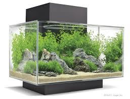Designer Fish Tanks