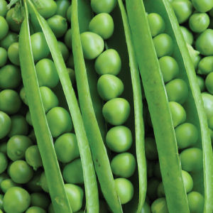Green Peas Seeds