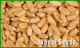 Wheat Seed