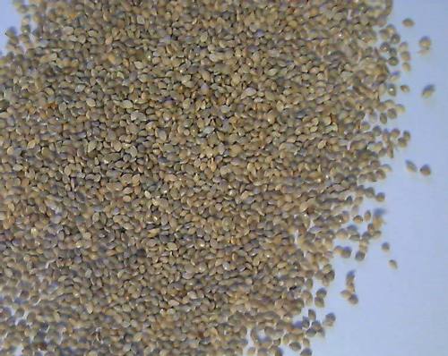 Gray Millet