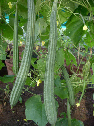 Ridge Gourd Seed