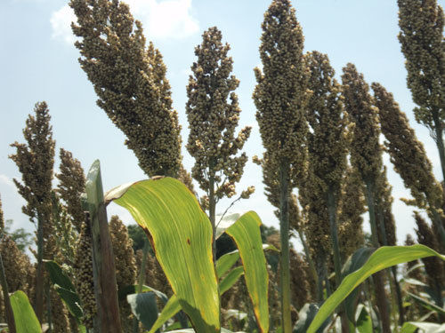 Sorghum Seed - 190-200 cm Height, Bold Pearly Yellow Seed, Tolerant to Major Diseases - Long, Broad Green Leaves, Resistant to Aphids | Grain Seed Type